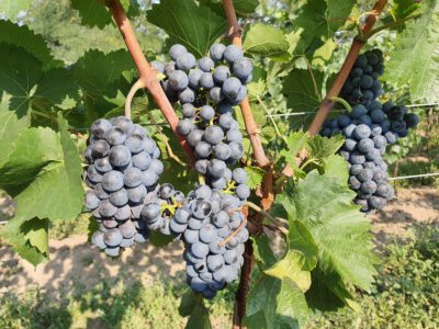 pinot-nova