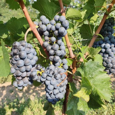 pinot-nova
