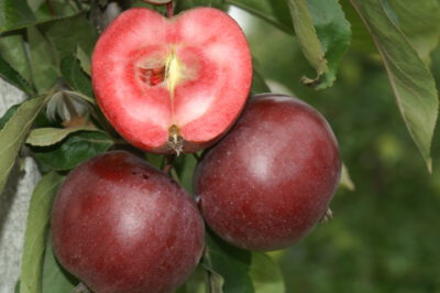 pomfital3
