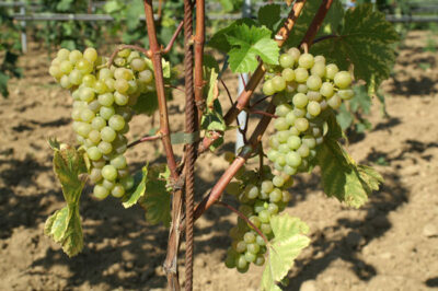 primavera2
