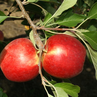 reglindis4