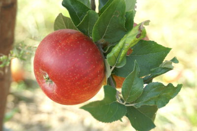 rotegoldparmne13