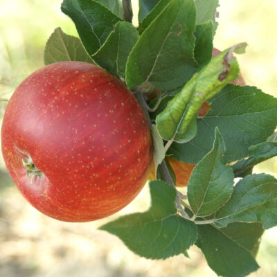 rotegoldparmne13