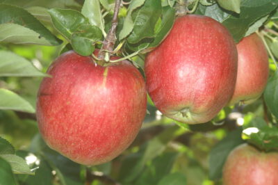 summerred1