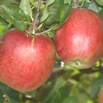 summerred1