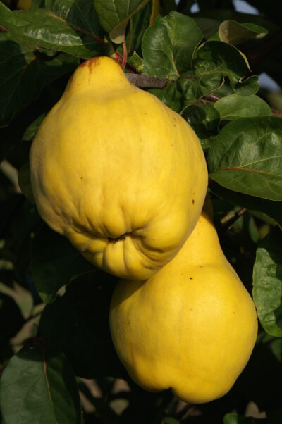 vranja17
